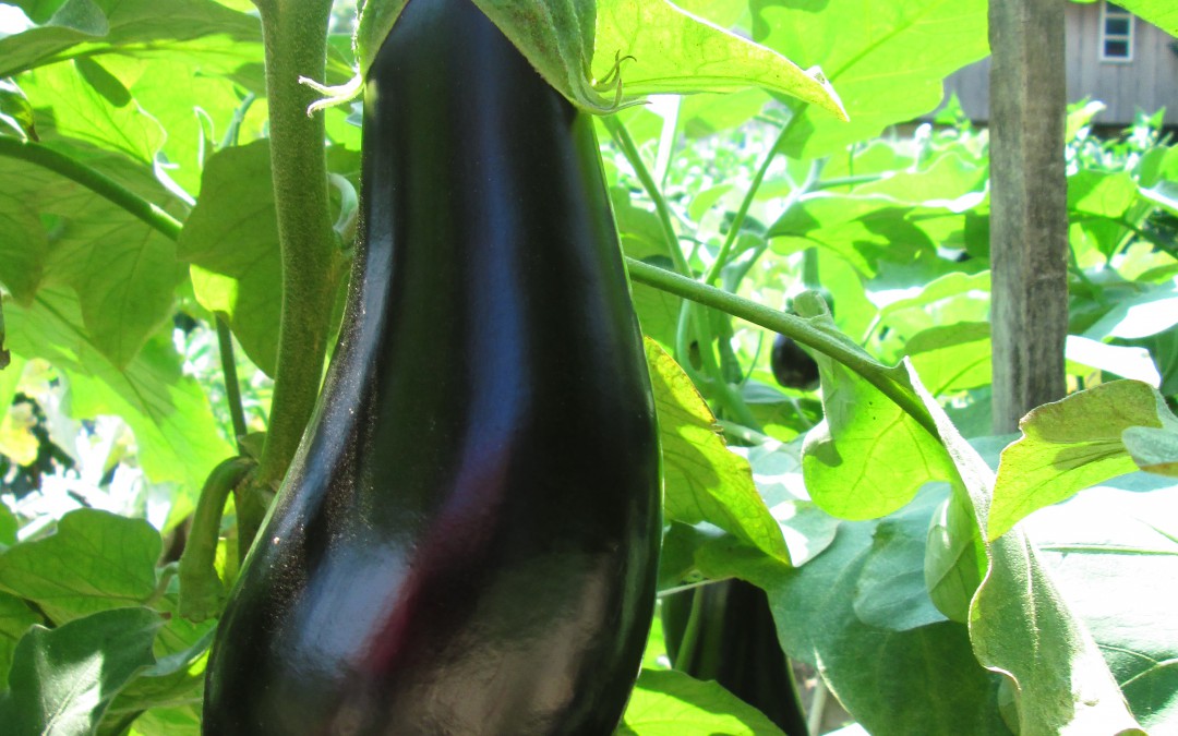 Aubergine